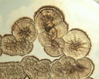 streptomyces streptomyces colony